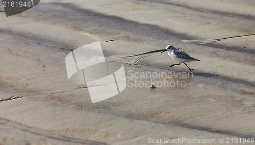 Image of Sandpiper Running