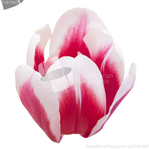 Image of Petals of tulip