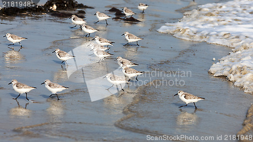 Image of Sandpipers Running