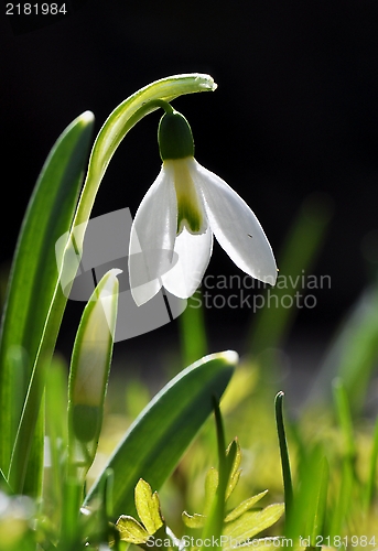 Image of Snowdrop