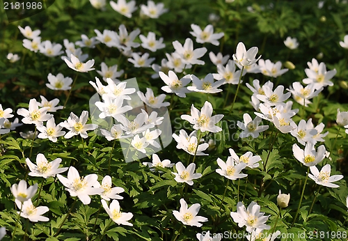 Image of Anemone nemorosa