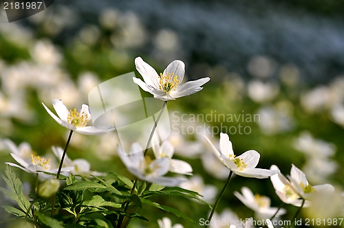 Image of Wild anemone