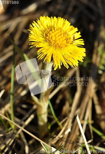 Image of Coltsfoot