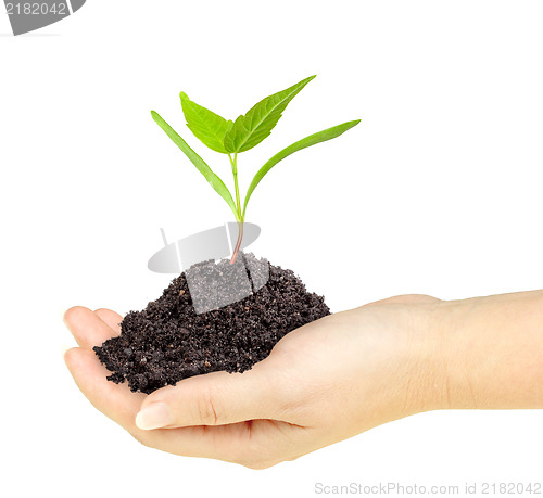 Image of Green plant with dirt in a hand