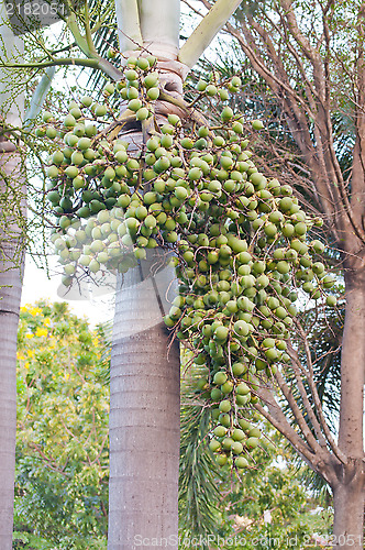 Image of Foxtail Palm Fruits