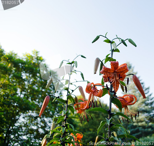 Image of brightly colored orange lily flowers  