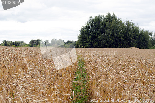 Image of small path agriculture ripe wheat field ears tree 