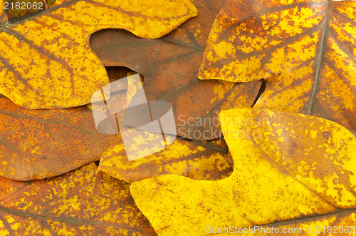 Image of autumn yellow tuliptree leaves  background 