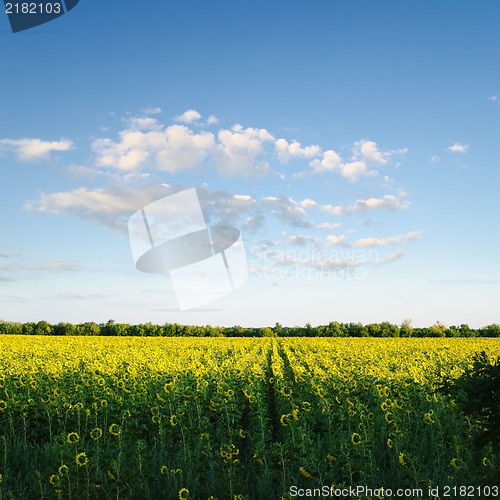 Image of field with sunflowers under blue cloudy sky