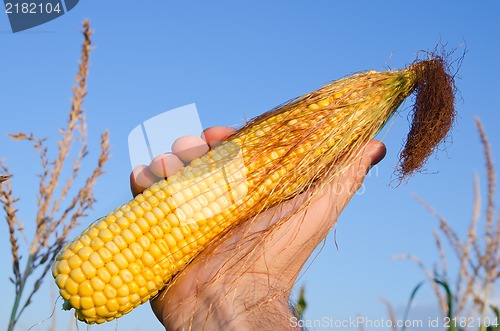 Image of fresh golden maize in hand