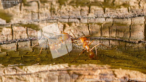 Image of Leaf cutter ant