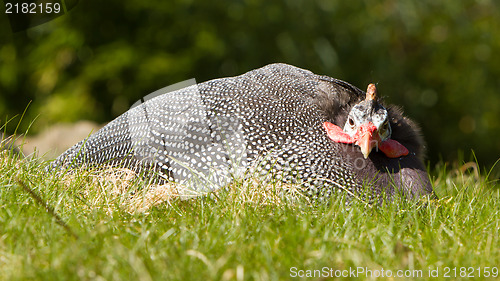 Image of Helmeted Guineafowl (Numida meleagris)