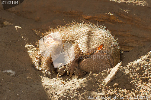 Image of Sleeping armadillo (Chaetophractus villosus)