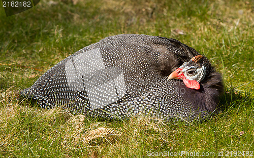 Image of Helmeted Guineafowl (Numida meleagris)