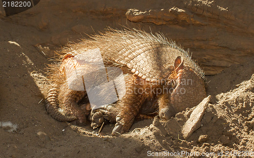 Image of Sleeping armadillo (Chaetophractus villosus)