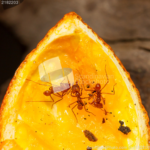 Image of Leaf cutter ant