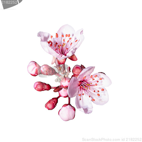 Image of Isolated bunch of spring pink floweres 