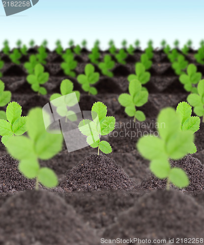 Image of Rows of young green plants