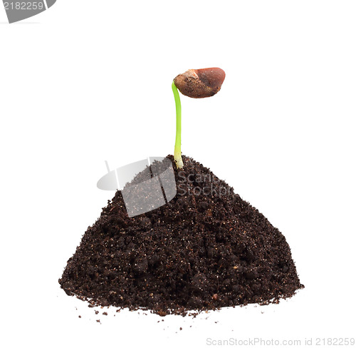 Image of Green plant in a mound of ground