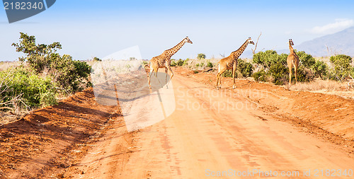 Image of Free Giraffe in Kenya