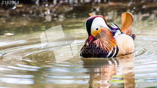 Image of Mandarin Duck