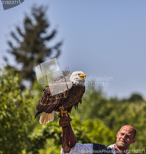 Image of Bald Eagle and Male Bird Tamer