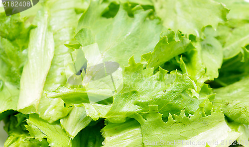Image of lettuce