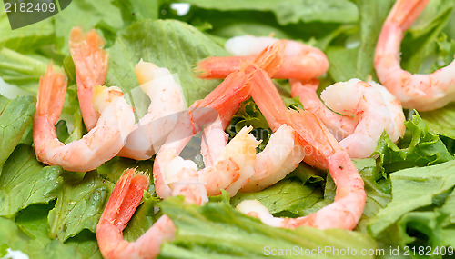 Image of shrimps