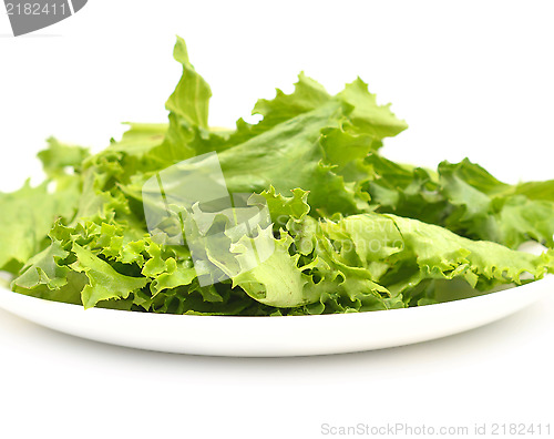 Image of lettuce
