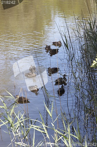 Image of Swimming Ducks