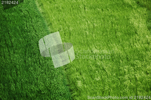 Image of Rice fields green grass background