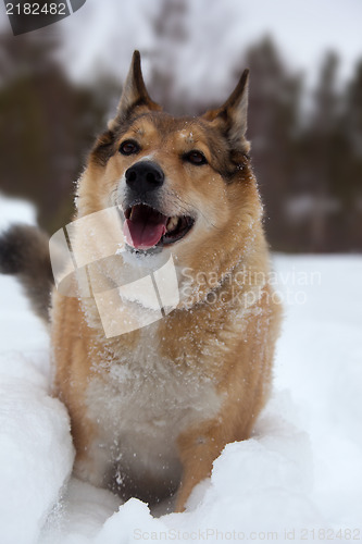Image of Happy dog play in the snow