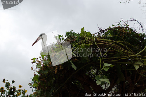 Image of decorative stork sit handmade nest background sky 