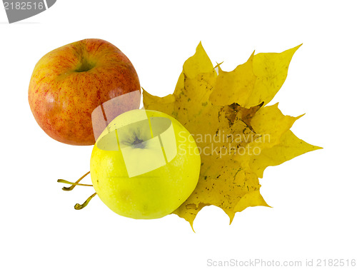 Image of yellow pink apple lying next yellow maple leaves  
