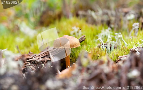 Image of fungus growing in the forest, close-up