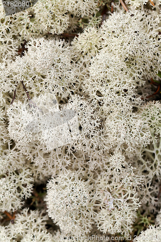 Image of Reindeer moss close up