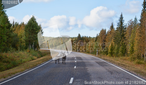 Image of deer with fawn on the road