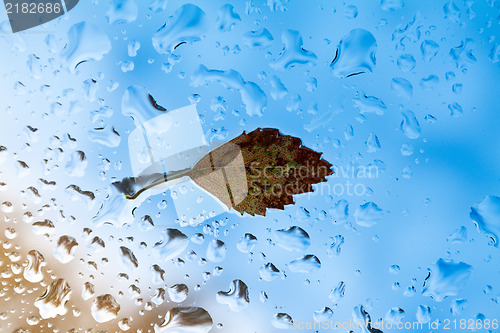 Image of Yellow leaf on the glass.