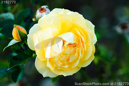 Image of Yellow Rose close up