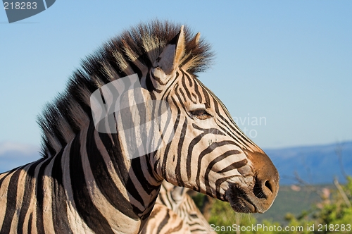 Image of zebra side profile