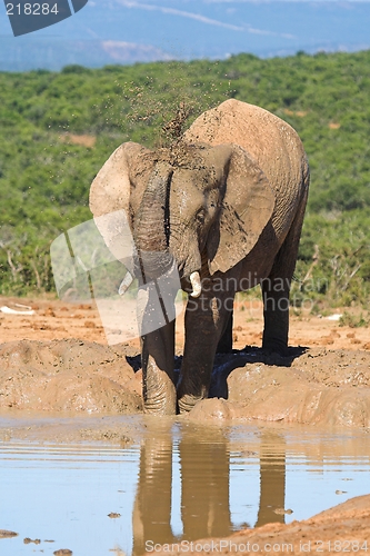 Image of elephant bath