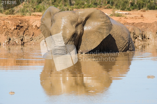 Image of muddy elephant