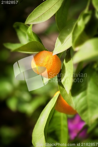 Image of Mandarin tree ,close up photo with shallow DOF