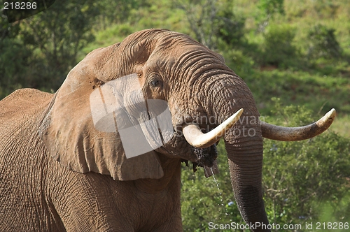 Image of elephant tusks