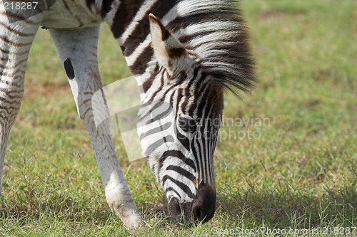 Image of feeding zebra