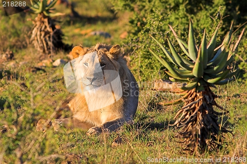 Image of resting lion