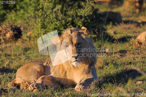 Image of lazy lion