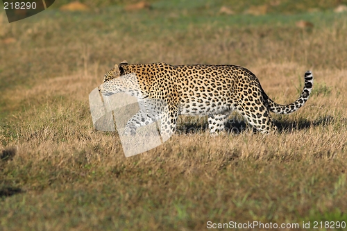 Image of stalking leopard