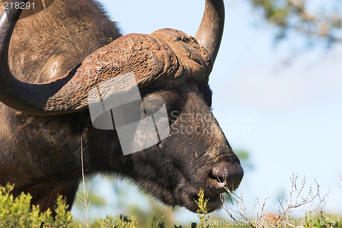 Image of Grazing Buffalo