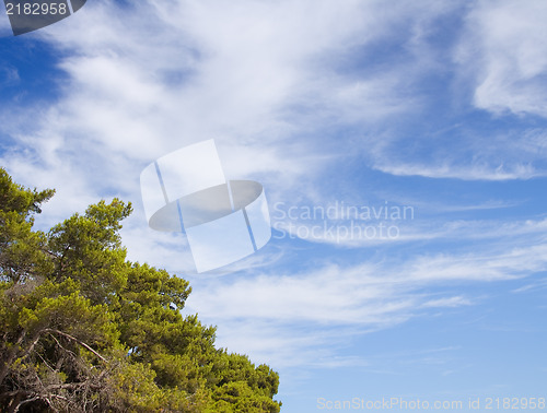 Image of Pine tree